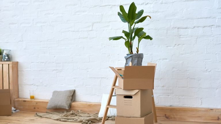 Image of Plant in moving box