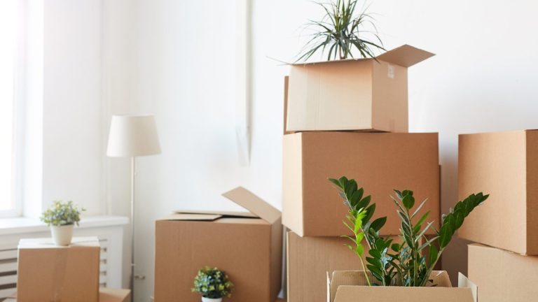 Picture of houseplants in boxes