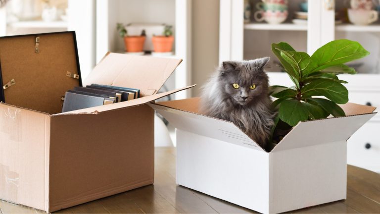 Picture of cat in box